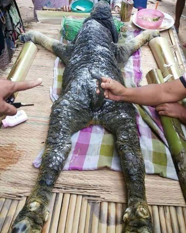 Lumea științei a fost pusă pe jar de o descoperire recentă! Au găsit un animal bizar, cu corp de bivol și cap de crocodil!