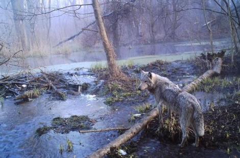 Cernobîlul a devenit rai pentru animalele sălbatice! Rezervații de lupi și porci mistreți, în locul cu cel mai grav accident nuclear din lume