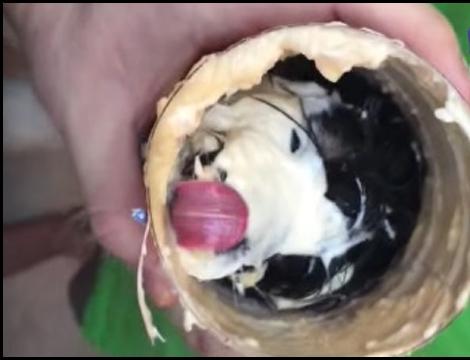 Un cățel topit după maioneză și-a blocat capul &icirc;ntr-un borcan! Clipul video i-a amuzat pe toți!