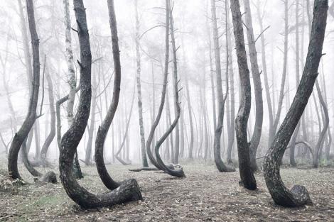 FOTO: Îţi dă fiori! Misterioasa pădure, în care arborii au crescut curbaţi! De ce sute de copaci au o formă atât de ciudată