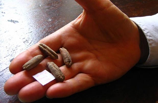 Au găsit semințe vechi de 2.000 de ani și le-au pus &icirc;n păm&acirc;nt! Ceea ce a urmat i-a uimit pe oamenii de știință