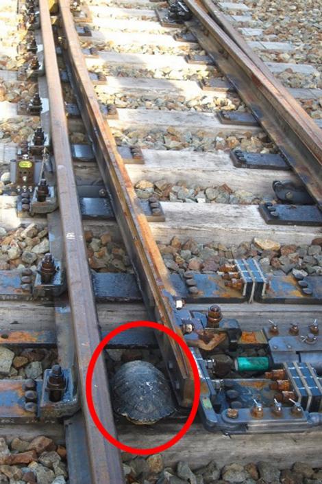 Decizie radicală luată în Japonia, după ce trenurile aveau întârzieri din cauza broaștelor țestoase: Au fost contruite treceri speciale pentru batracieni