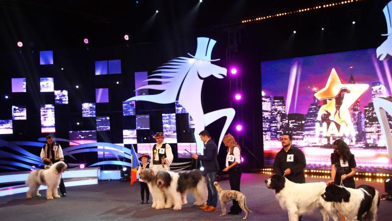 Dac și Ciuleandra, doi câini impunători, s-au calificat în finala ”Ham talent”, la categoria 