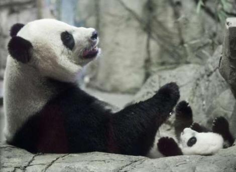 Imagini adorabile! Bei Bei, un pui de panda gigant, este vedeta unei grădini zoologice