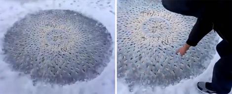 Au descoperit ouă de extratereștri  pe un lac înghețat! Filmarea i-a bulversat pe toți! (VIDEO)