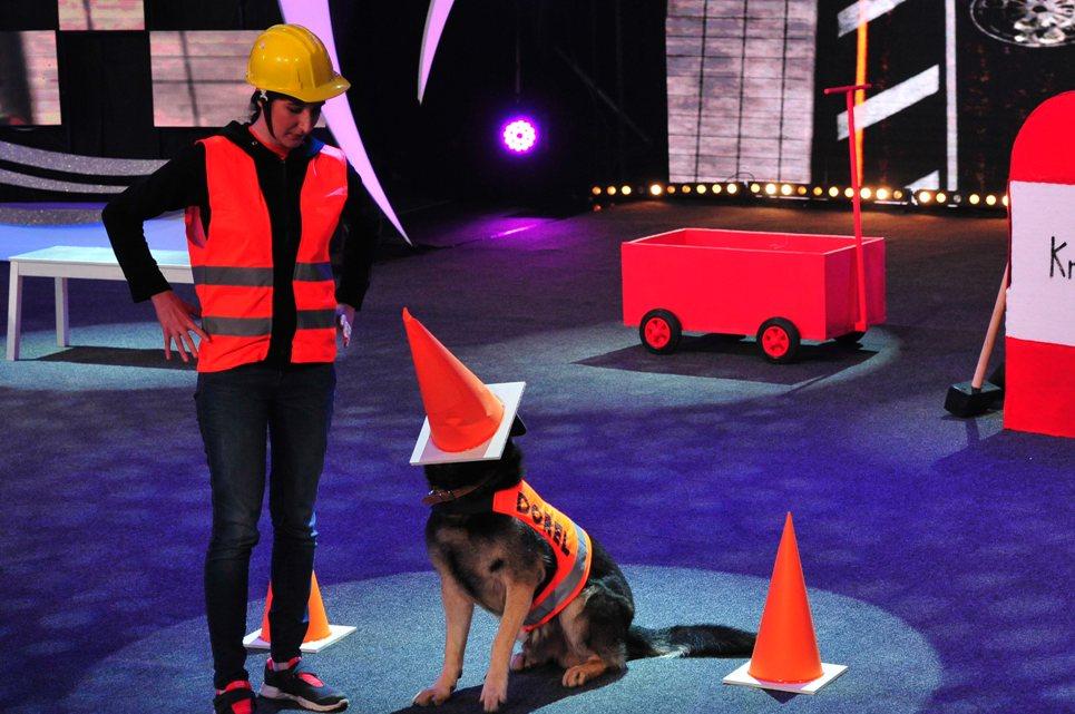 HA-HA-HA! Lord, unul dintre cei mai inteligenți căței, ne arată &icirc;ncă o dată cum muncește &rdquo;Dorel&rdquo; pe șantier