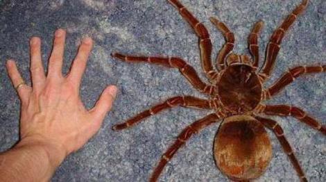 Cel mai mare păianjen din lume! E de dimensiunea unui câine de talie mică și a fost supranumit "mâncătorul de păsări"