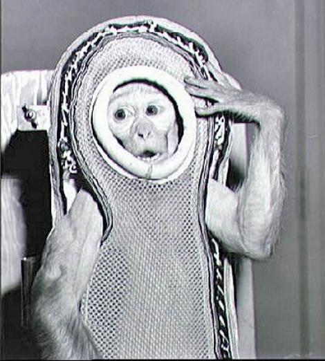 4 decembrie 1959. NASA trimite în Cosmos un macac. Maimuța Sam ia primul contact cu spațiul
