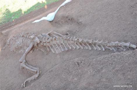 Galerie FOTO: Oase lungi de cinci metri, cozi și vertebre! Fosile de dinozauri, vechi de 180 milioane de ani, au fost descoperite în China