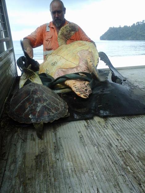 Au cumpărat țestoasele din piață și apoi le-au eliberat în mare, pentru a le salva!