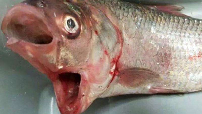 „Nu am mai văzut așa ceva în viața mea!” Un pescar a făcut o captură cât se poate de bizară!