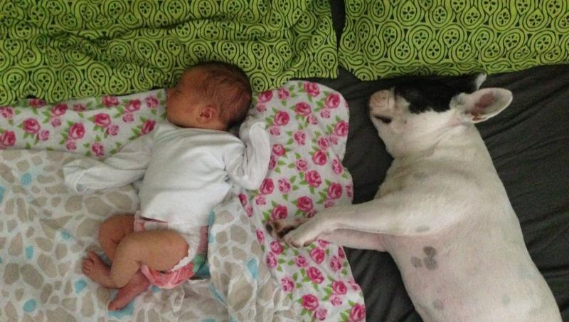 Oreo, cel mai dulce patruped din lume! Ţi se topeşte inima dacă vezi ce face acest câine cu un bebeluş! (VIDEO)