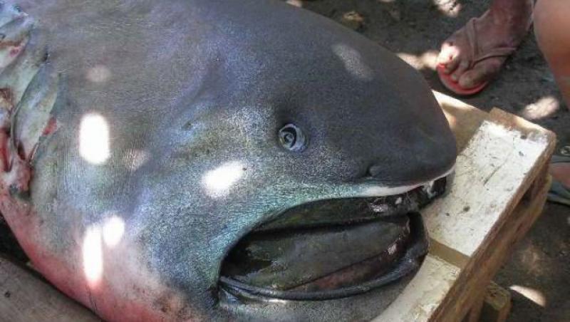 FOTO: Nimeni n-a mai văzut așa ceva! Monstrul scos din ocean a speriat o lume întreagă!