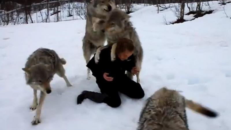 VIDEO: Îţi stă inima în loc! Ce se întâmplă atunci când o femeie stă în mijlocul unei haite de lupi! Sigur nu te aşteptai la aşa ceva