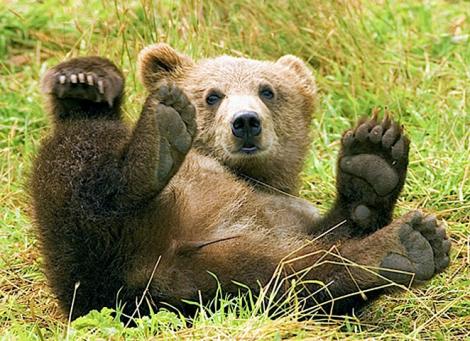 Atenție, vin urșii alcoolici! Animalele vor ajunge curând în România!