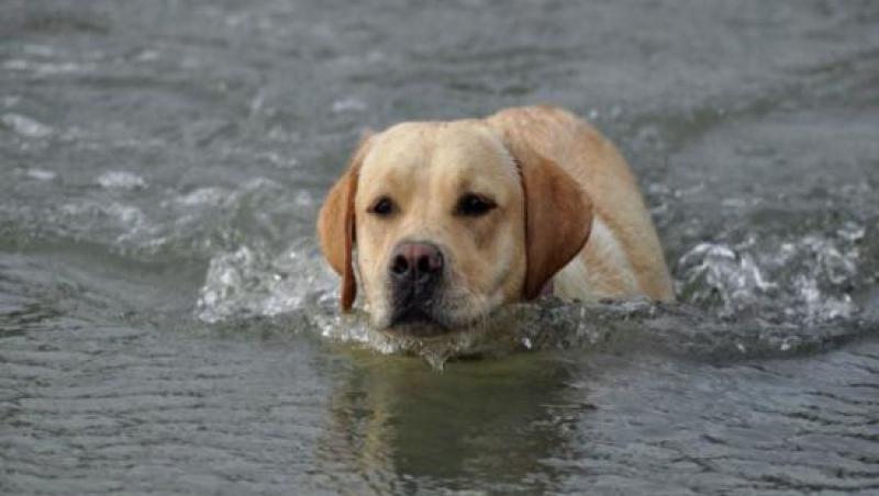 Și tu ai face la fel? A înotat 200 de metri pentru a salva un câine dintr-un lac îngheţat (VIDEO emoționant)