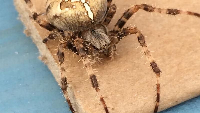 Nu te uita dacă ești slab de inimă! Nu vei ghici niciodată ce iese din păianjen, te vei îngrozi! (VIDEO)