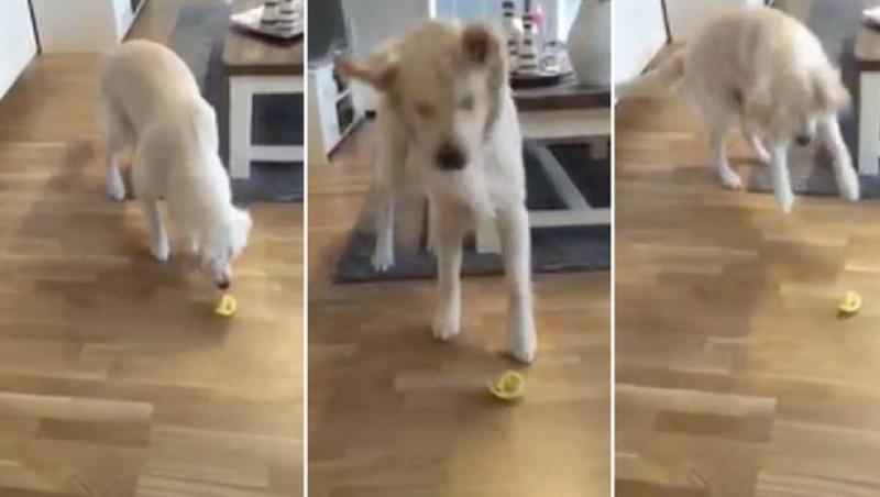 Un câine gustă dintr-o lămâie, dar ceea ce urmează te va face să mori de râs! Reacția animalului este de milioane! (VIDEO)