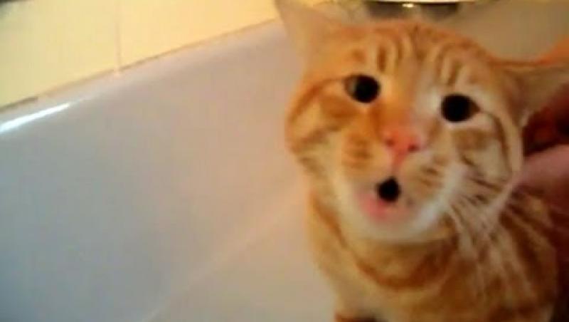 Râzi cu lacrimi! Uite cum face o pisică atunci când e băgată în cada cu apă! 12 milioane de oameni nu au putut rezista! (VIDEO)