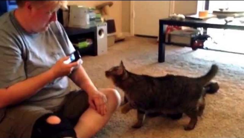 Aplicația pentru mobil a enervat-o pe pisică la culme! Uite cum și-a pedepsit stăpâna această felină! Râzi cu lacrimi! (VIDEO)
