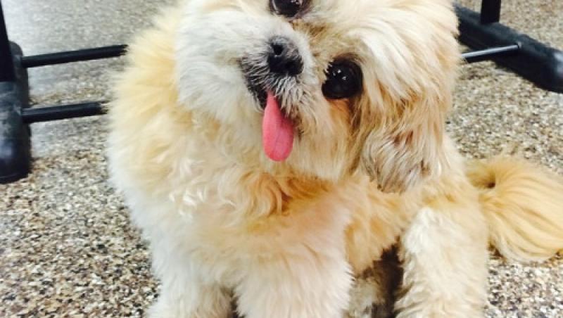 Îți crește glicemia de dulce ce e! Milioane de oameni s-au îndrăgostit de el la prima vedere! Tu crezi că îi reziști? (VIDEO)