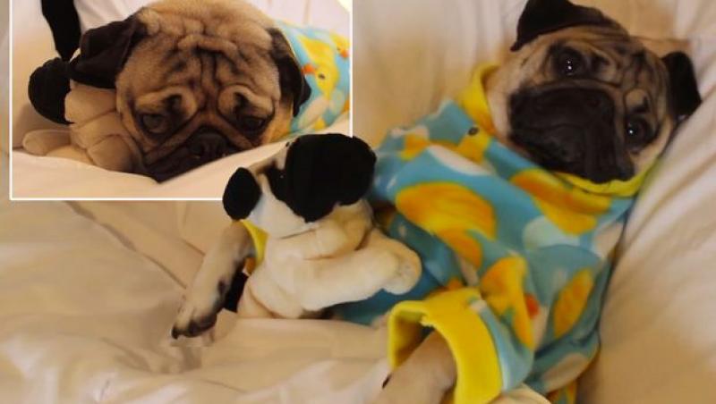 Îți crește glicemia dacă îl vezi! Tu crezi că îi reziști? Mii de oameni s-au îndrăgostit instant de el! (VIDEO)