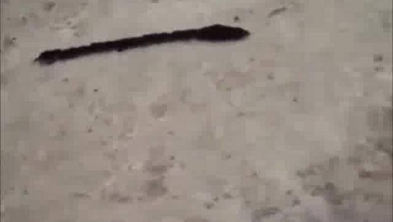 Are 32 de picioare și 8 cozi! Nimeni nu a ghicit ce este această creatură! Tu poți să îți dai seama? (VIDEO)