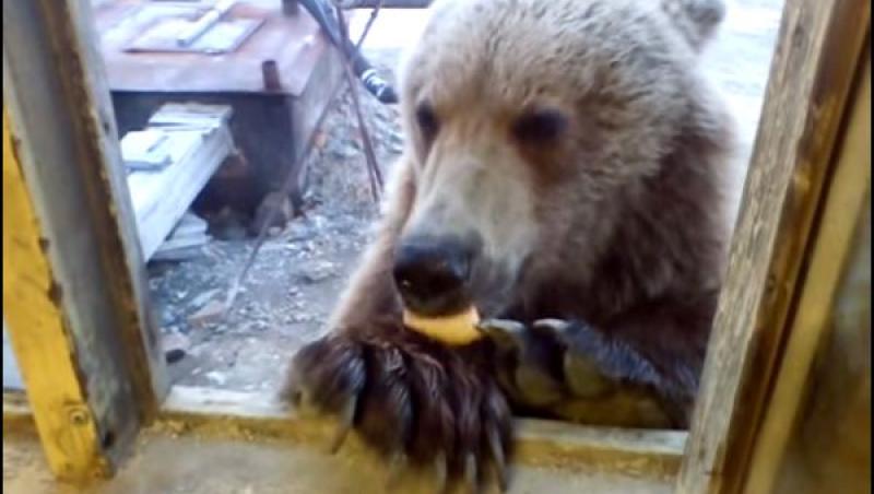 A băgat capul pe geam și a cerșit prăjiturele! Mori de râs dacă vezi ce face URSUL! (VIDEO)