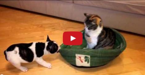 VIDEO: Râzi cu lacrimi! Un cățel se luptă să recupereze patul furat de pisică