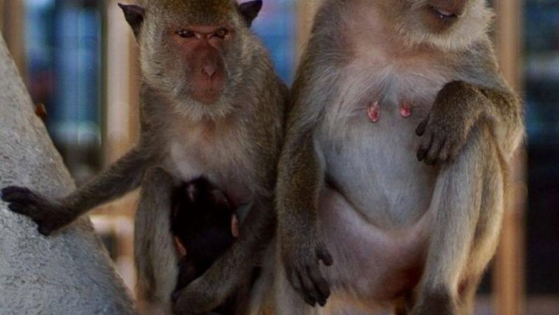 Cât timp a stat în Thailanda pentru reality show-ul „Temptation Island – Insula iubirii”,  Radu Vâlcan a filmat printre șopârle, maimuțe și elefanți