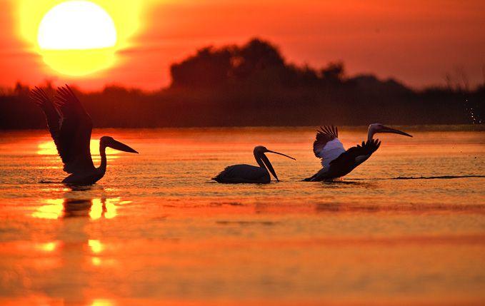 Programul &bdquo;Delta Dunării pentru toți&rdquo; la Genius Delta Resort!