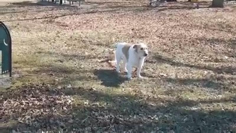 HA-HA-HA! Te prăpădești de râs! Ce i-a făcut o pisică năzdrăvană unui câine, e absolut senzațional! VIDEO INEDIT