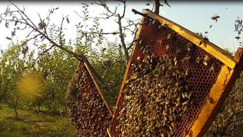 VIDEO! Un apicultor a văzut cu ochii lui MINUNEA: Ce s-a întâmplat cu icoanele pe care le-a băgat în stupul albinelor