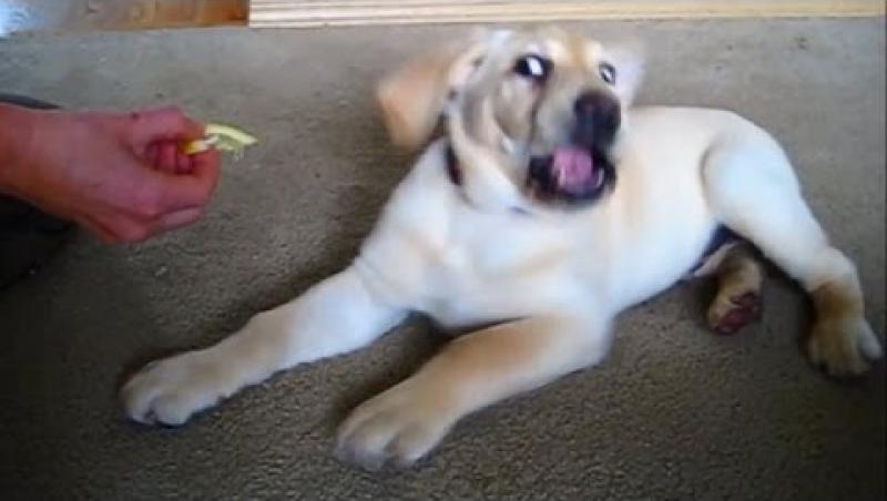 Mori de RÂS! Ce se întâmplă dacă un câine gustă dintr-o lămâie! Sute de mii de oameni au vrut apoi să încerce! (VIDEO)