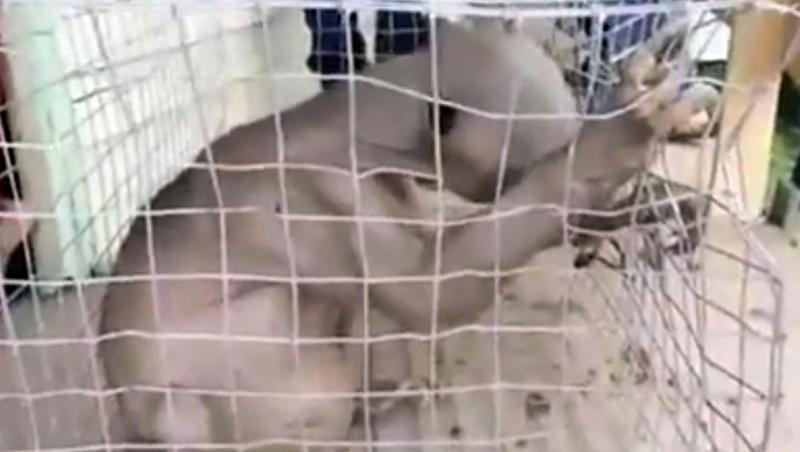 Creatură misterioară descoperită într-o rezervație! „Parcă e un extraterestru!” Milioane de oameni s-au minunat! (VIDEO)