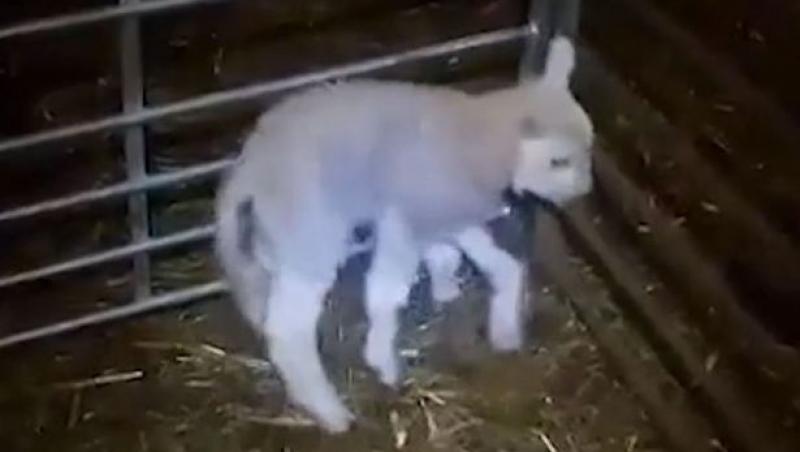 S-a născut cu un DEFECT, dar asta i-a salvat viața și l-a făcut mascota locului! „A supraviețuit miraculos!” Uite ce este SPECIAL la acest animal!