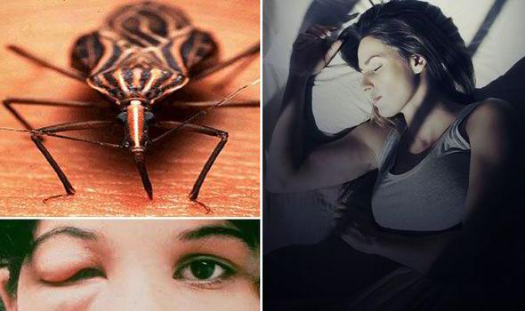 ALERTĂ &icirc;n toată lumea! &bdquo;Boala transmisă de aceste vietăți poate deveni mortală!&rdquo; Inamicul nevăzut se poate ascunde chiar l&acirc;ngă tine!