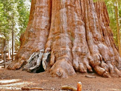 Generalul Sherman, copacul care uimeşte mii de oameni! Cum arată giganticul sequoia