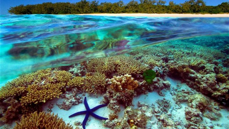 Imagini SUPERBE! Cel mai lung recif de corali din lume