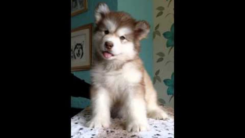 ALERTĂ de drăgălășenie! El este cel mai DULCE cățel din LUME! Uite ce poate să facă! (VIDEO)