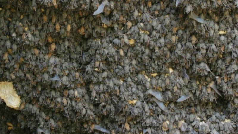 Cea mai mare colonie de lilieci e impresionantă! Cum arată peștera în care trăiesc 20 de milioane de femele lilieci și puii lor