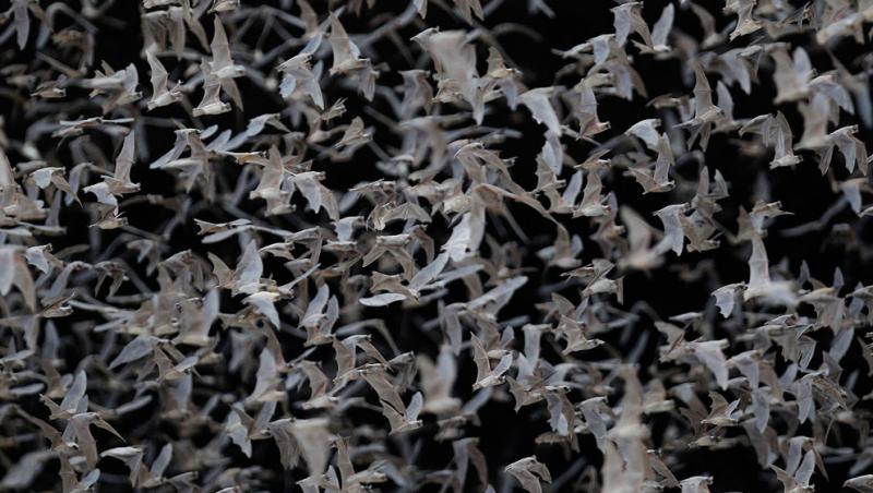 Cea mai mare colonie de lilieci e impresionantă! Cum arată peștera în care trăiesc 20 de milioane de femele lilieci și puii lor