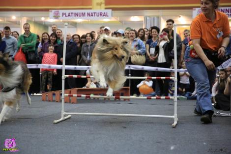 Maraton de concursuri şi premii la a şaptea ediţie "Pet Expo", pe 22-24 mai