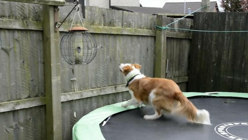 L-a închis în grădină, dar el a evadat în cel mai BIZAR mod posibil! Câinele acesta a făcut ceva ce DOAR în desenele animale mai vezi!