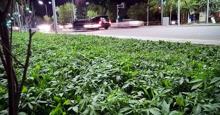 În capitală, florile au fost înlocuite cu plante de CANNABIS! Trecătorii au crezut că au HALUCINAȚII!