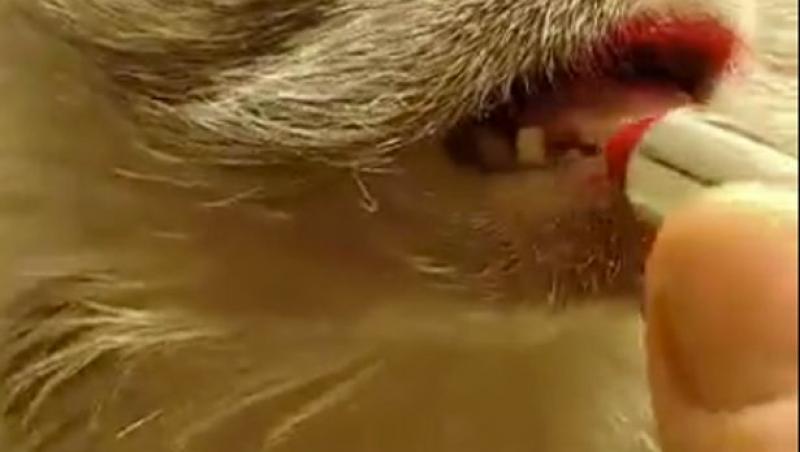 Cum se machiază o MAIMUȚĂ? Te uiți și rămâi fără cuvinte! Clipul video a adunat peste 30 de MILIOANE de vizualizări!