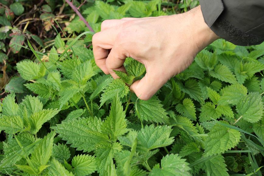 Planta MINUNE pe care o găsești pe toate drumurile! Ce efect are URZICA asupra organismului