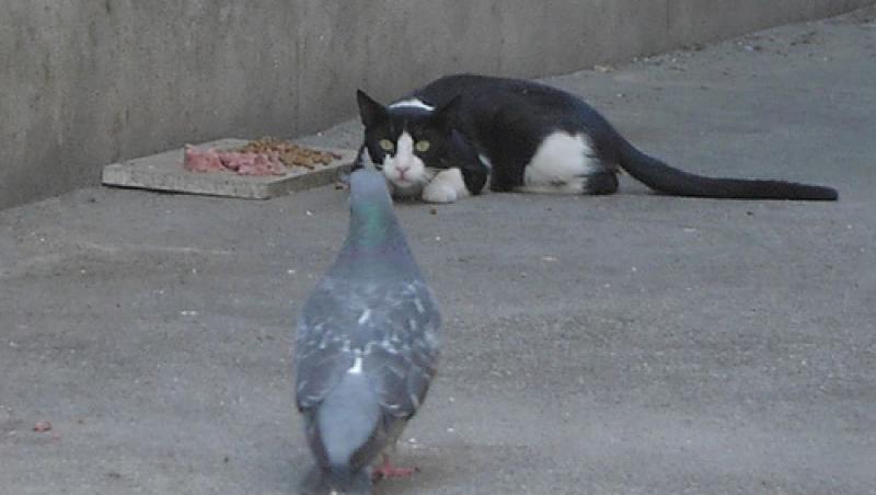 O pisică a încercat să prindă un porumbel, dar ceea ce a urmat i-a făcut pe toți să RÂDĂ cu LACRIMI! (VIDEO)