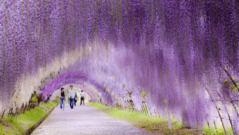 Tunelul de flori - Japonia