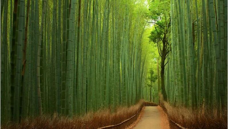 Pădure de bambus - China